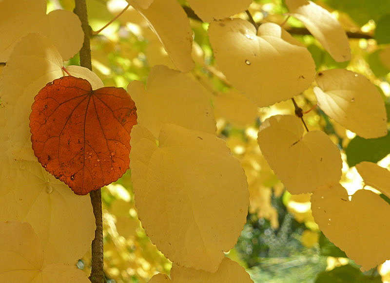 2015Herbstlaub01