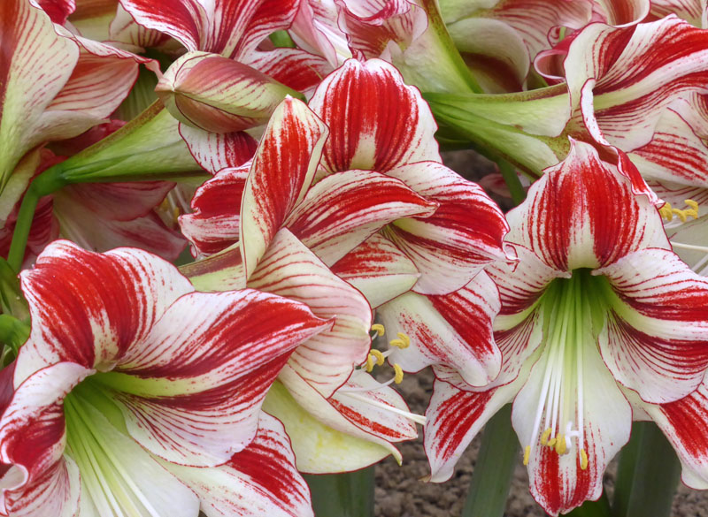 amaryllis2