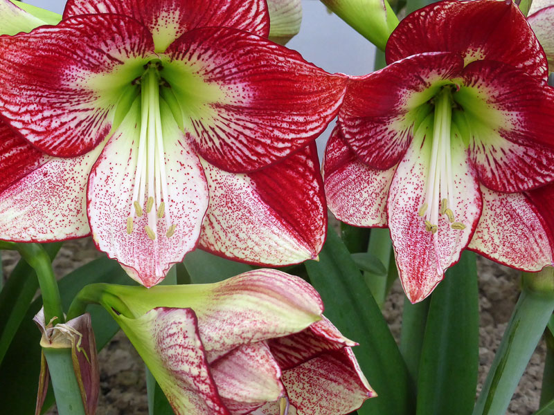 amaryllis3