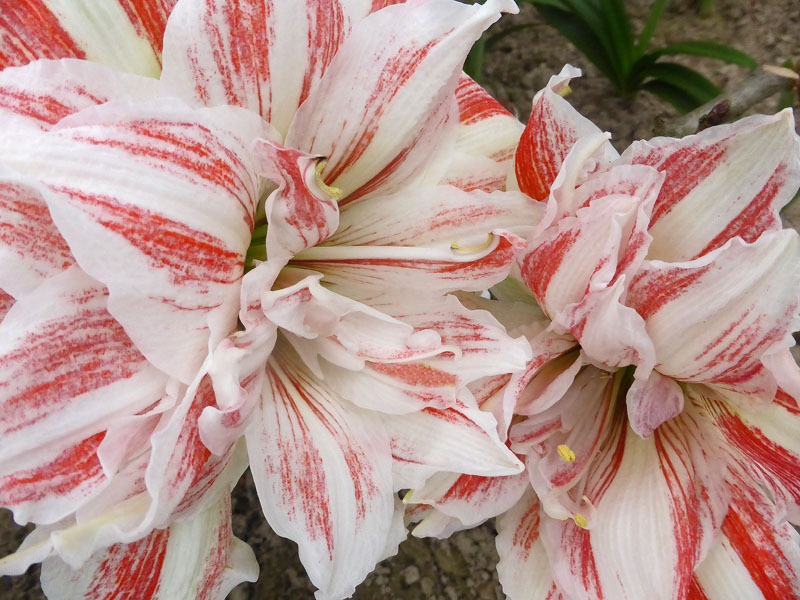 amaryllis5